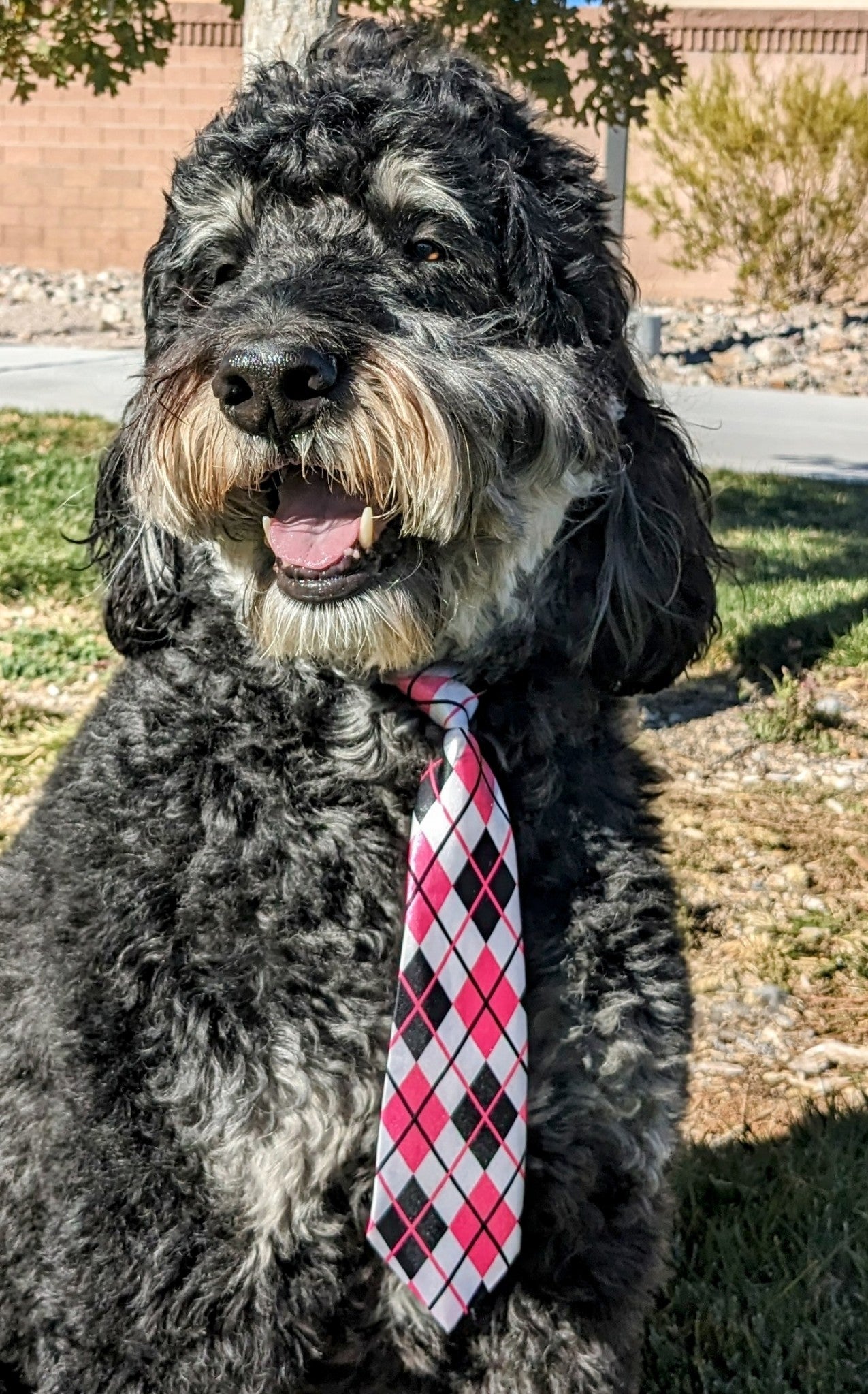 Argyle Tie