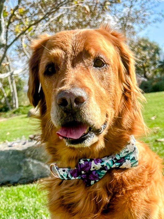 Collar/Leash/Bow/Flower Set Purple/Green