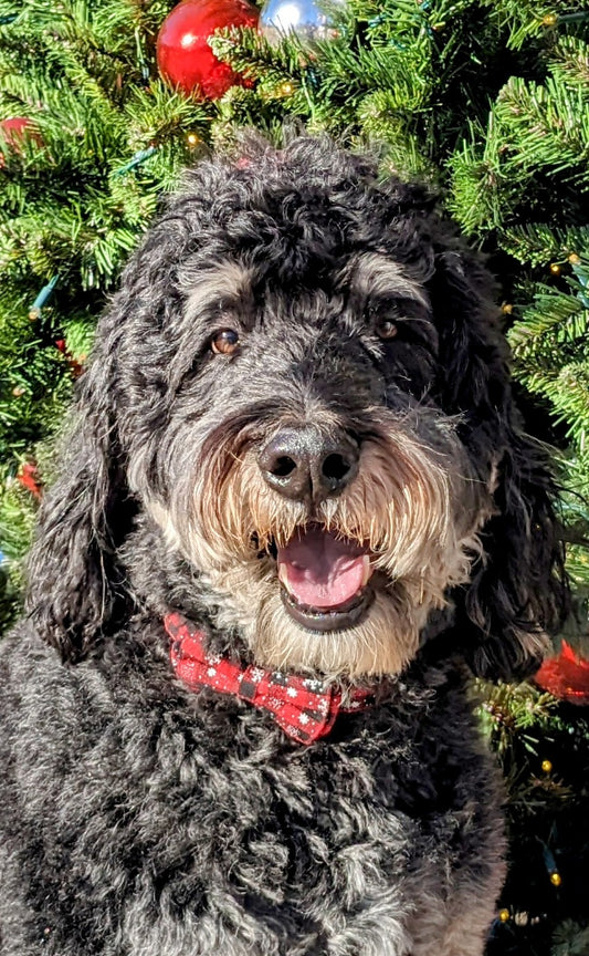 Christmas Collar w/Bow